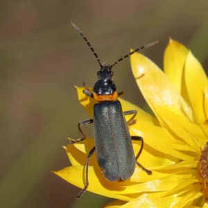 Chauliognathus lugubris at O'Connor, ACT - 17 Dec 2022