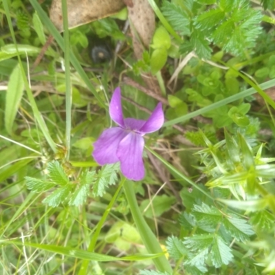 Viola sp. (Violet) at Tantawangalo, NSW - 19 Dec 2022 by mahargiani