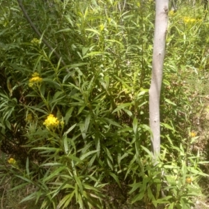 Senecio linearifolius at Glen Allen, NSW - 20 Dec 2022