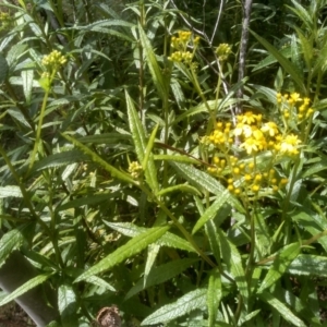 Senecio linearifolius at Glen Allen, NSW - 20 Dec 2022