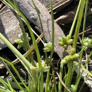 Isolepis gaudichaudiana at Wollogorang, NSW - 20 Dec 2022