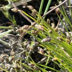 Isolepis cernua (Slender Clubrush) at Wollogorang, NSW - 20 Dec 2022 by JaneR