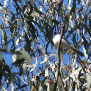 Myiagra rubecula at Aranda, ACT - 18 Dec 2022