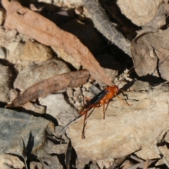 Lissopimpla excelsa (Orchid dupe wasp, Dusky-winged Ichneumonid) at Aranda, ACT - 17 Dec 2022 by jgiacon