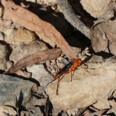 Lissopimpla excelsa (Orchid dupe wasp, Dusky-winged Ichneumonid) at Aranda Bushland - 18 Dec 2022 by JohnGiacon