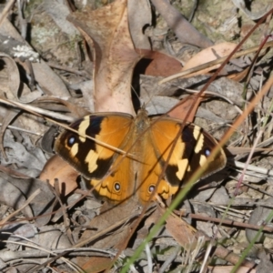 Heteronympha merope at Aranda, ACT - 18 Dec 2022