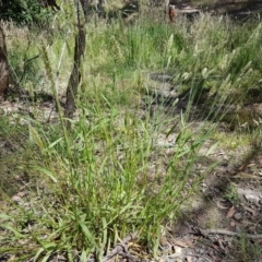 Anthoxanthum odoratum (Sweet Vernal Grass) at Bywong, NSW - 21 Dec 2022 by DJohnson