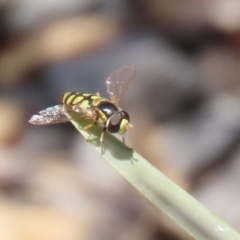 Simosyrphus grandicornis (Common hover fly) at Isabella Plains, ACT - 20 Dec 2022 by RodDeb