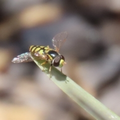 Simosyrphus grandicornis at Isabella Plains, ACT - 20 Dec 2022 01:23 PM