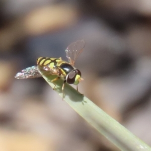 Simosyrphus grandicornis at Isabella Plains, ACT - 20 Dec 2022