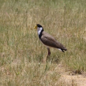 Vanellus miles at Isabella Plains, ACT - 20 Dec 2022 01:08 PM