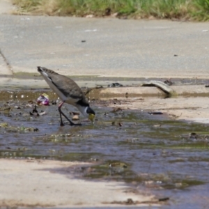 Vanellus miles at Isabella Plains, ACT - 20 Dec 2022 01:08 PM