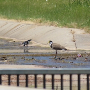 Vanellus miles at Isabella Plains, ACT - 20 Dec 2022 01:08 PM