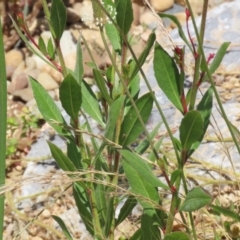 Oenothera lindheimeri at Isabella Plains, ACT - 20 Dec 2022 12:37 PM