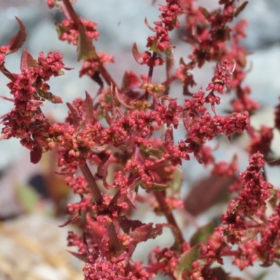 Rumex conglomeratus (Clustered Dock) at Isabella Plains, ACT - 20 Dec 2022 by RodDeb