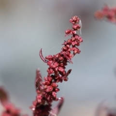 Rumex conglomeratus at Isabella Plains, ACT - 20 Dec 2022 12:50 PM