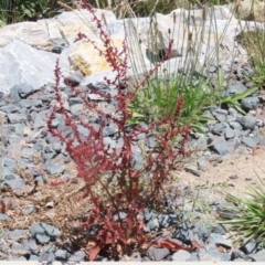 Rumex conglomeratus at Isabella Plains, ACT - 20 Dec 2022 12:50 PM