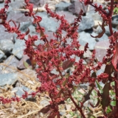 Rumex conglomeratus at Isabella Plains, ACT - 20 Dec 2022