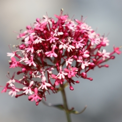 Centranthus ruber (Red Valerian, Kiss-me-quick, Jupiter's Beard) at Isabella Plains, ACT - 20 Dec 2022 by RodDeb