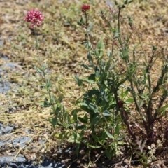 Centranthus ruber at Isabella Plains, ACT - 20 Dec 2022