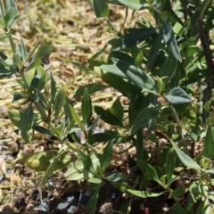 Centranthus ruber at Isabella Plains, ACT - 20 Dec 2022