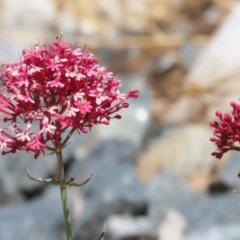 Centranthus ruber at Isabella Plains, ACT - 20 Dec 2022 12:35 PM