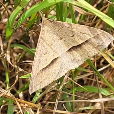 Epidesmia hypenaria (Long-nosed Epidesmia) at The Pinnacle - 21 Dec 2022 by trevorpreston