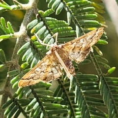 Nacoleia rhoeoalis (A Crambid moth (Spilomelinae) at The Pinnacle - 21 Dec 2022 by trevorpreston