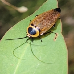 Ellipsidion australe at Hawker, ACT - 21 Dec 2022