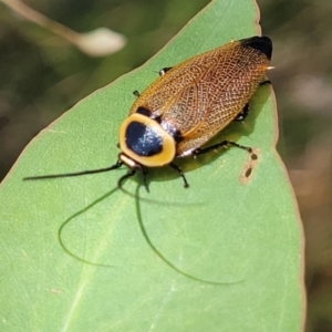 Ellipsidion australe at Hawker, ACT - 21 Dec 2022