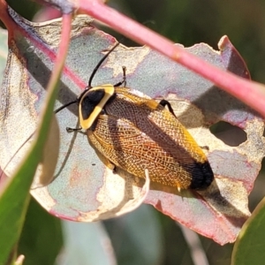 Ellipsidion australe at Hawker, ACT - 21 Dec 2022