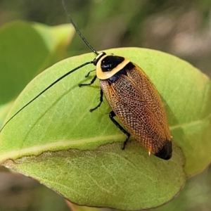 Ellipsidion australe at Hawker, ACT - 21 Dec 2022