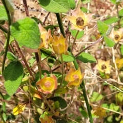 Cistus salviifolius at Hawker, ACT - 21 Dec 2022