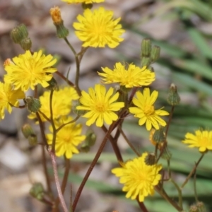 Crepis capillaris at Isabella Plains, ACT - 20 Dec 2022 01:18 PM