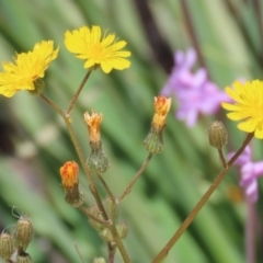 Crepis capillaris at Isabella Plains, ACT - 20 Dec 2022