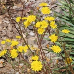 Crepis capillaris at Isabella Plains, ACT - 20 Dec 2022