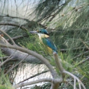 Todiramphus sanctus at Isabella Plains, ACT - 20 Dec 2022 12:15 PM