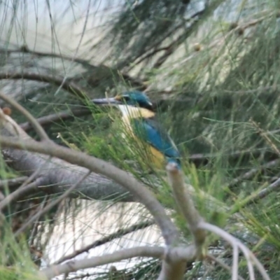 Todiramphus sanctus (Sacred Kingfisher) at Isabella Plains, ACT - 20 Dec 2022 by RodDeb