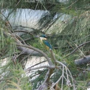 Todiramphus sanctus at Isabella Plains, ACT - 20 Dec 2022 12:15 PM