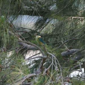 Todiramphus sanctus at Isabella Plains, ACT - 20 Dec 2022 12:15 PM