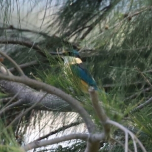 Todiramphus sanctus at Isabella Plains, ACT - 20 Dec 2022 12:15 PM