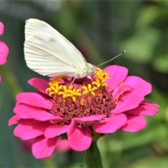 Pieris rapae (Cabbage White) at Jamberoo, NSW - 15 Feb 2019 by plants