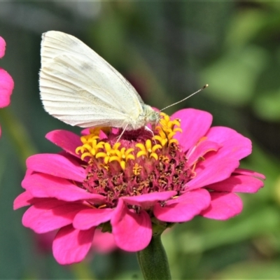 Pieris rapae (Cabbage White) at Jamberoo, NSW - 15 Feb 2019 by plants