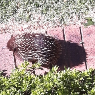 Tachyglossus aculeatus (Short-beaked Echidna) at Jamberoo, NSW - 2 Nov 2021 by plants