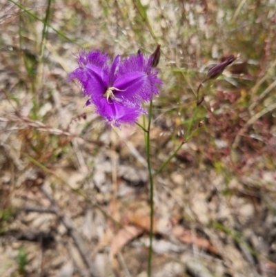 Thysanotus tuberosus (Common Fringe-lily) at Bungendore, NSW - 21 Dec 2022 by clarehoneydove