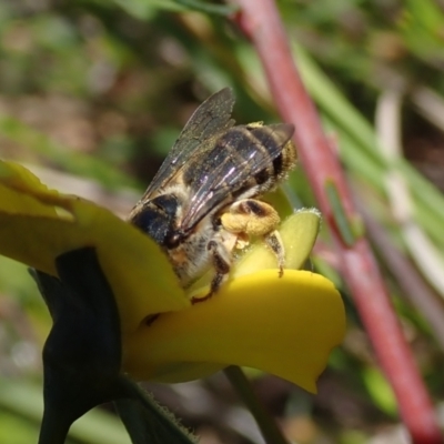 Apiformes (informal group) (Unidentified bee) at Bonang, VIC - 2 Dec 2022 by Laserchemisty