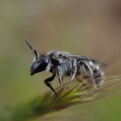 Lasioglossum (Chilalictus) lanarium by Laserchemisty