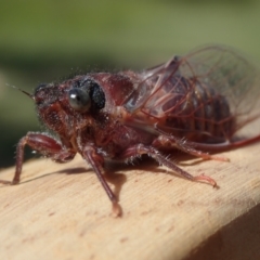 Pauropsalta mneme (Alarm Clock Squawker) at Bonang, VIC - 2 Dec 2022 by Laserchemisty