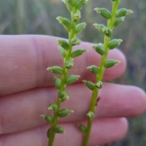 Microtis sp. at Bungendore, NSW - 16 Dec 2022