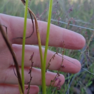 Microtis sp. at Bungendore, NSW - 16 Dec 2022